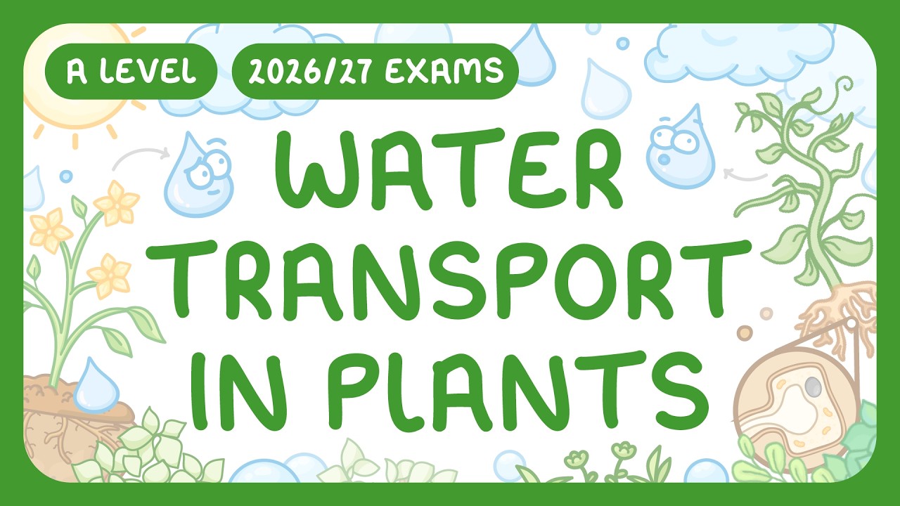 How Plants Transport Water: Root to Leaf Mechanism