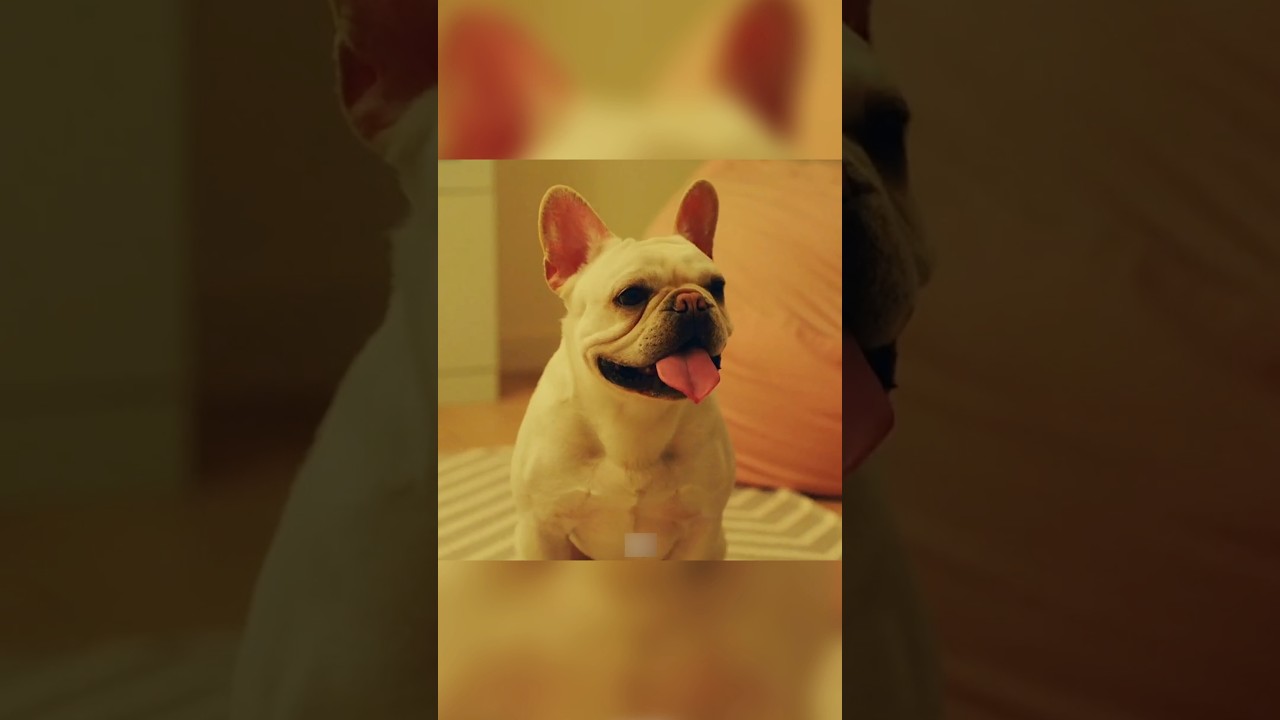 Heartwarming Rescue: How a Lost Dog United Two Families