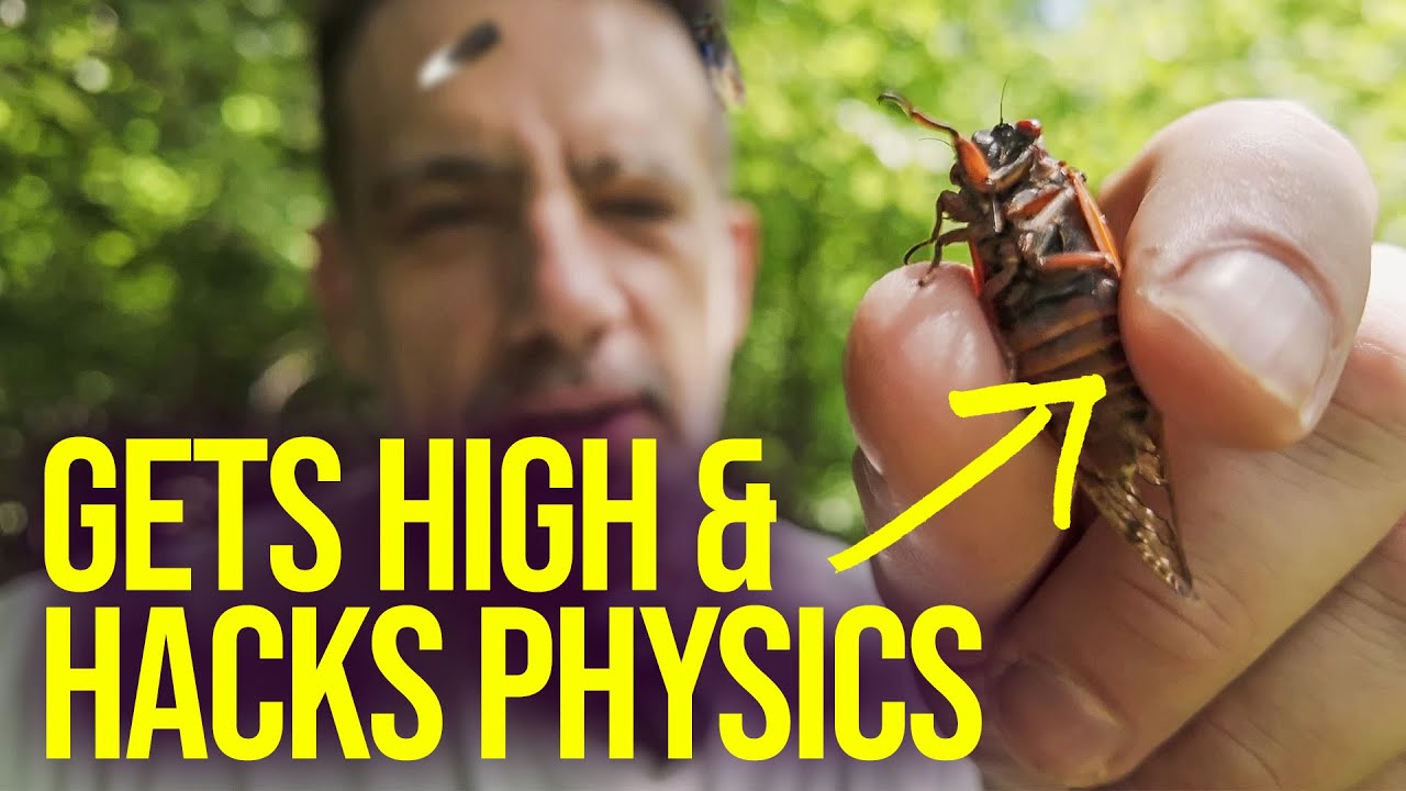 Cicada Facts: Sound Secrets & Zombie Fungus Truths