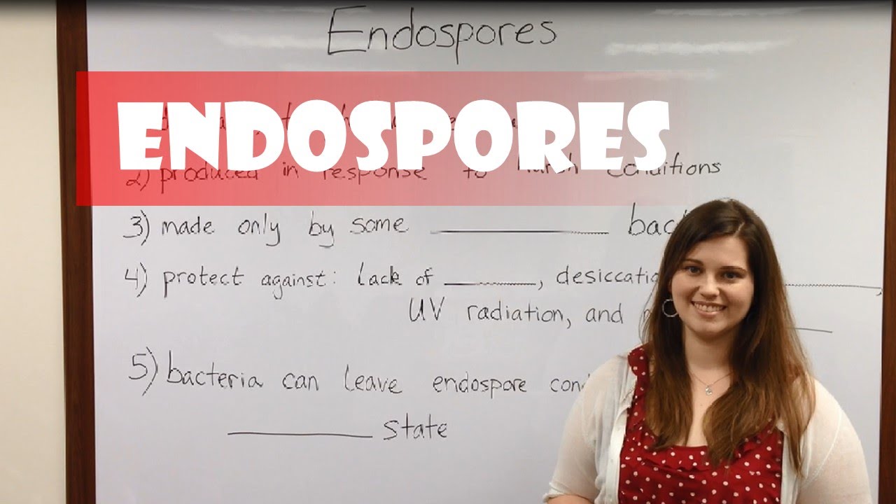 Bacterial Endospores: Nature's Ultimate Survival Structures