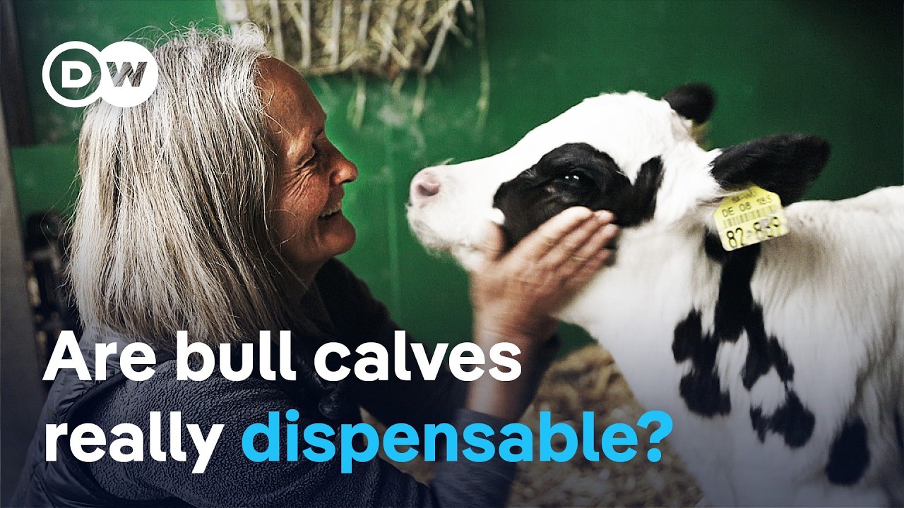 Ethical Dairy Solutions: Saving Male Calves from Waste