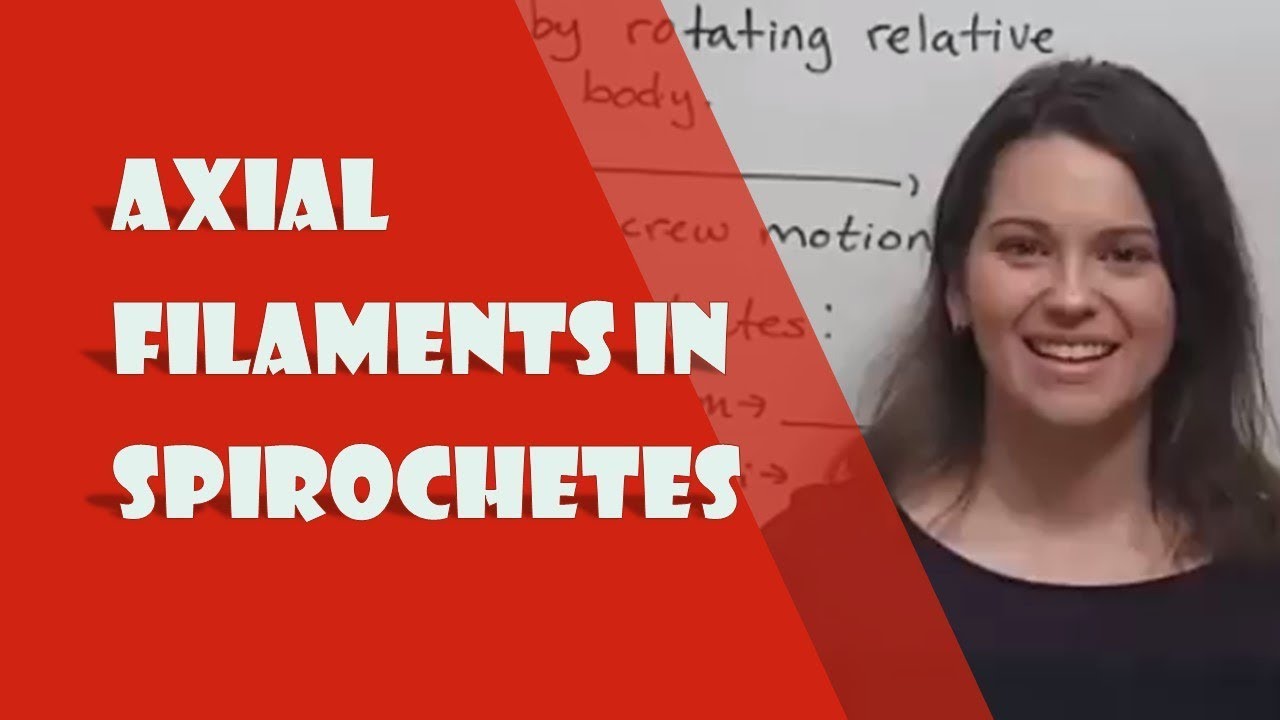 Axial Filaments: Bacterial Motility in Spirochetes Explained