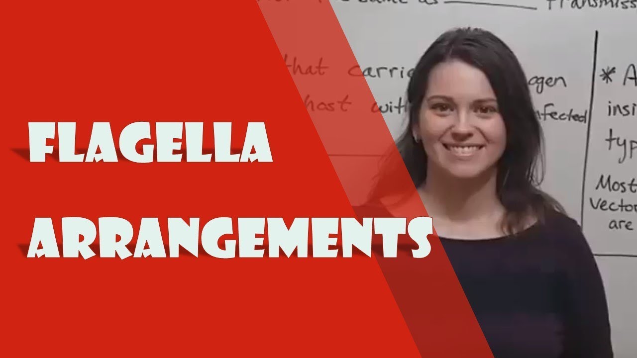 5 Types of Bacterial Flagella Arrangements Explained