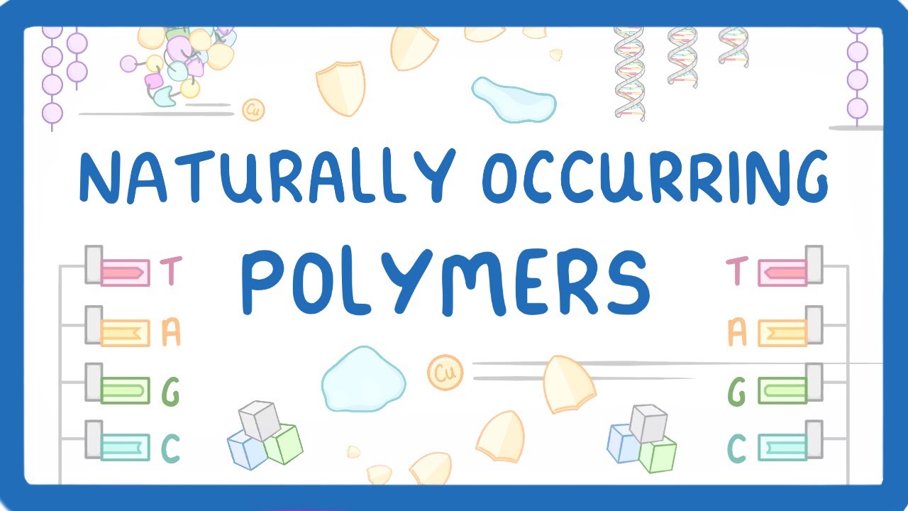 Natural Polymers Explained: Proteins, DNA & Carbohydrates