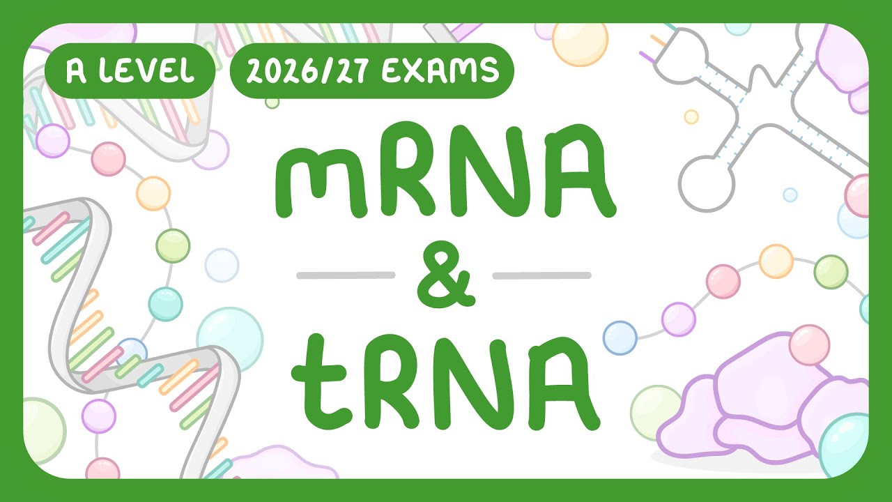 mRNA vs tRNA: Structure, Function & Key Differences Explained
