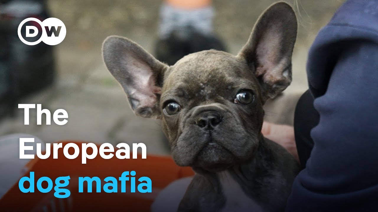 Inside Europe's Illegal Puppy Trade: Undercover Investigations Revealed
