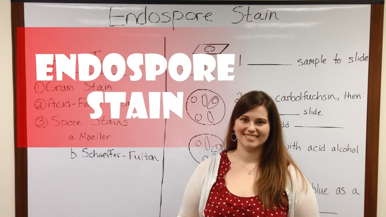 Endospore Staining Techniques: Step-by-Step Guide for Bacterial Identification