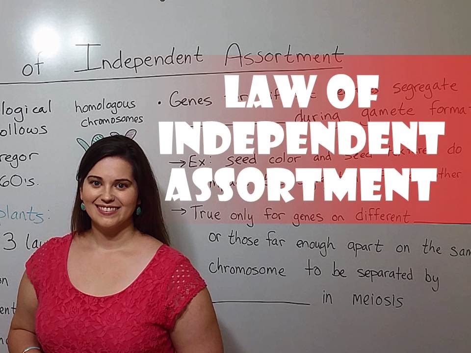 Mendel's Law of Independent Assortment Explained Simply