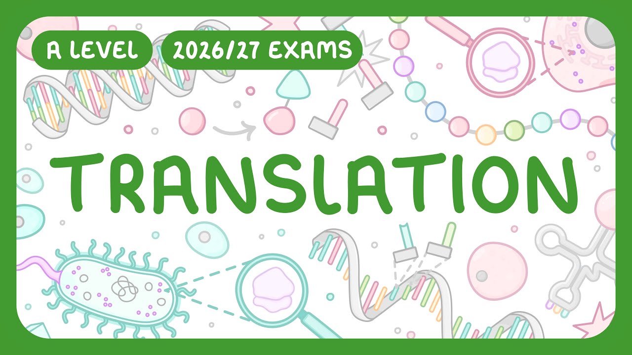 Protein Synthesis Translation: Step-by-Step Process Explained