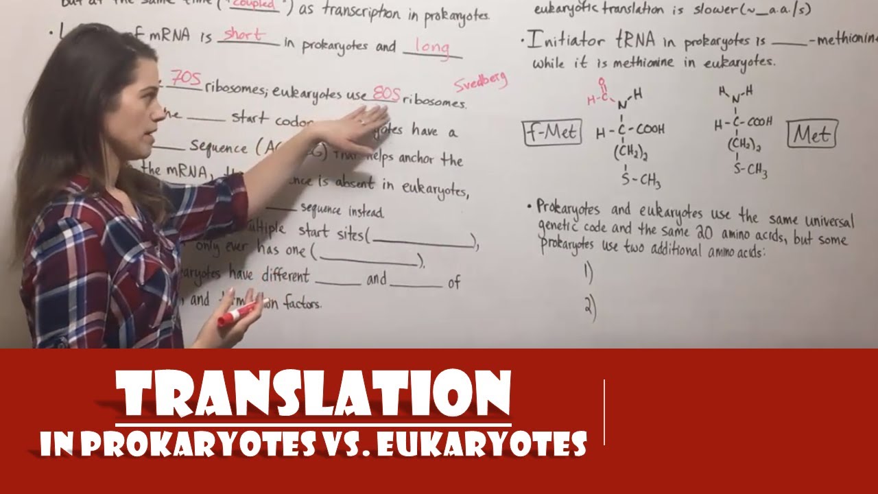Prokaryotic vs Eukaryotic Translation: 7 Key Differences Explained