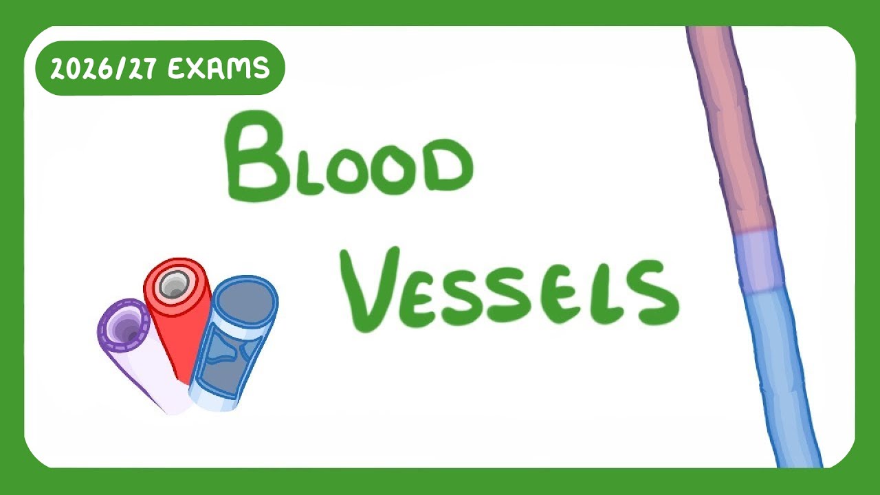 Blood Vessels Explained: Structure, Function & Flow Rate