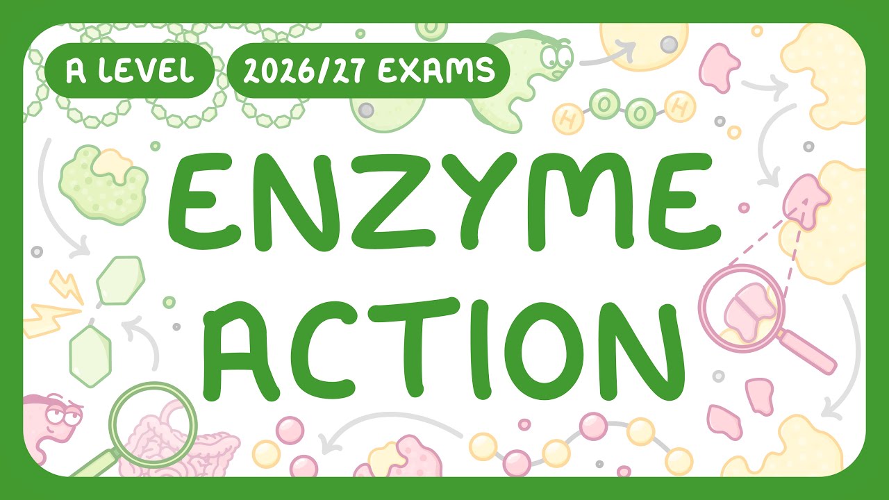 How Enzymes Work: Action, Types and Models Explained