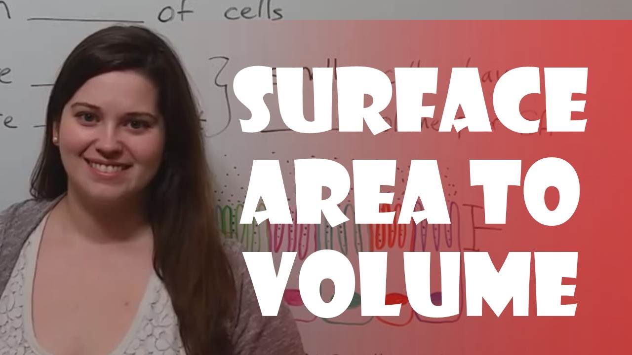 Cell Size Limits: Why Surface Area to Volume Ratio Matters