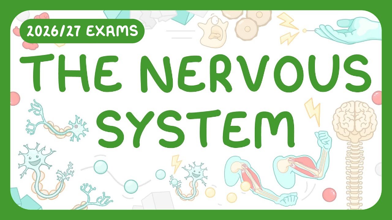 Human Nervous System: Structure & Function Explained
