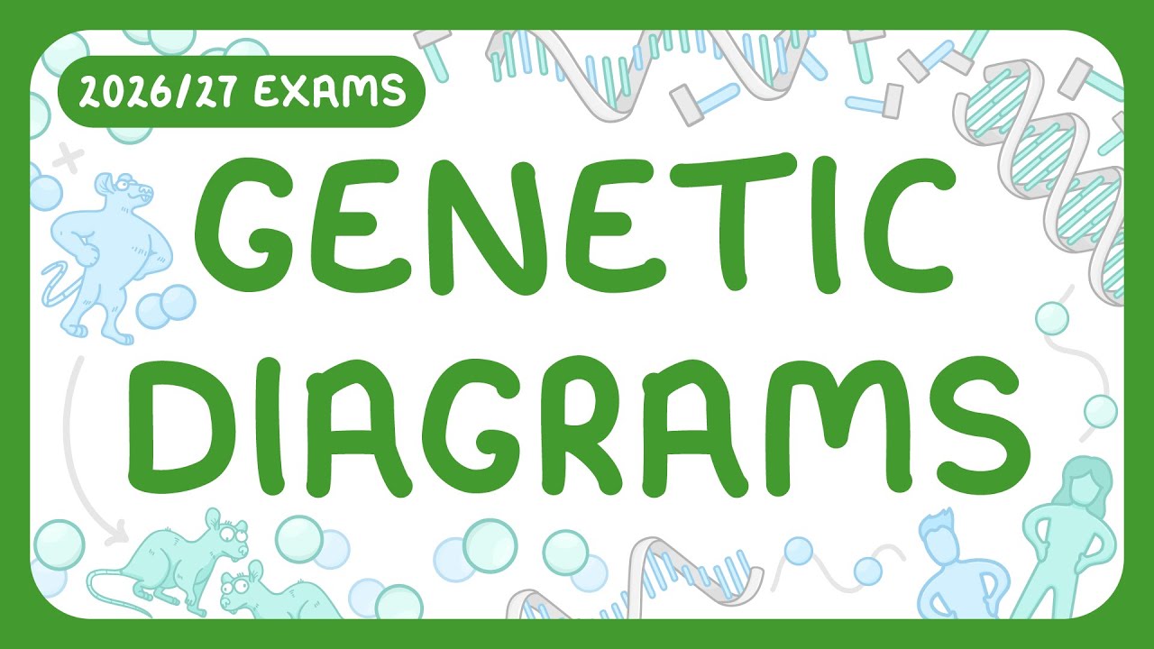 Genetic Diagrams and Punnett Squares Explained Simply