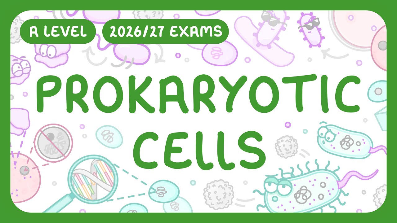 Prokaryotic Cells Explained: Structure and Eukaryotic Differences