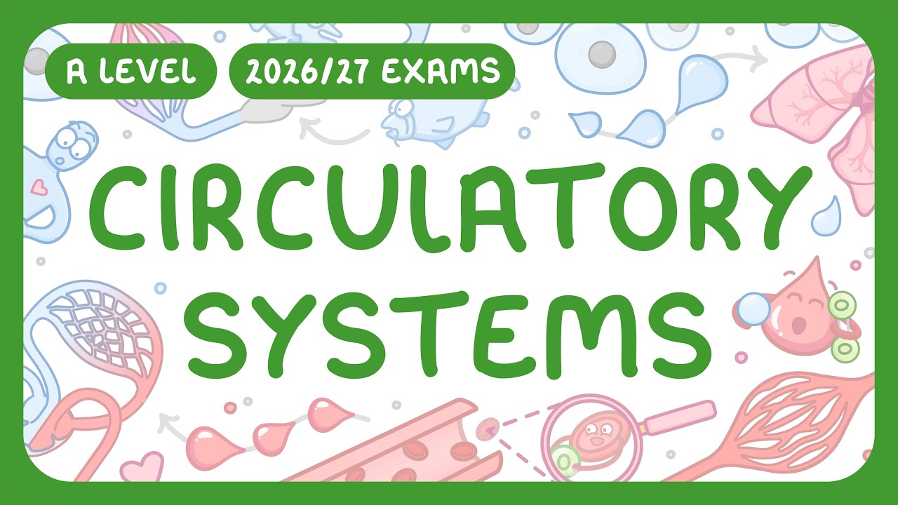 Circulatory Systems Explained: Types, Functions & Mammalian Pathway