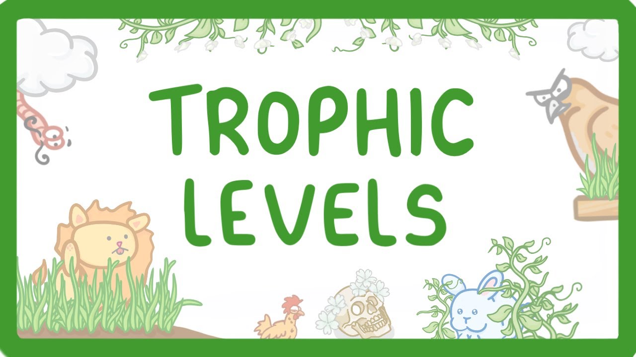 Understanding Trophic Levels: Energy Flow in Ecosystems