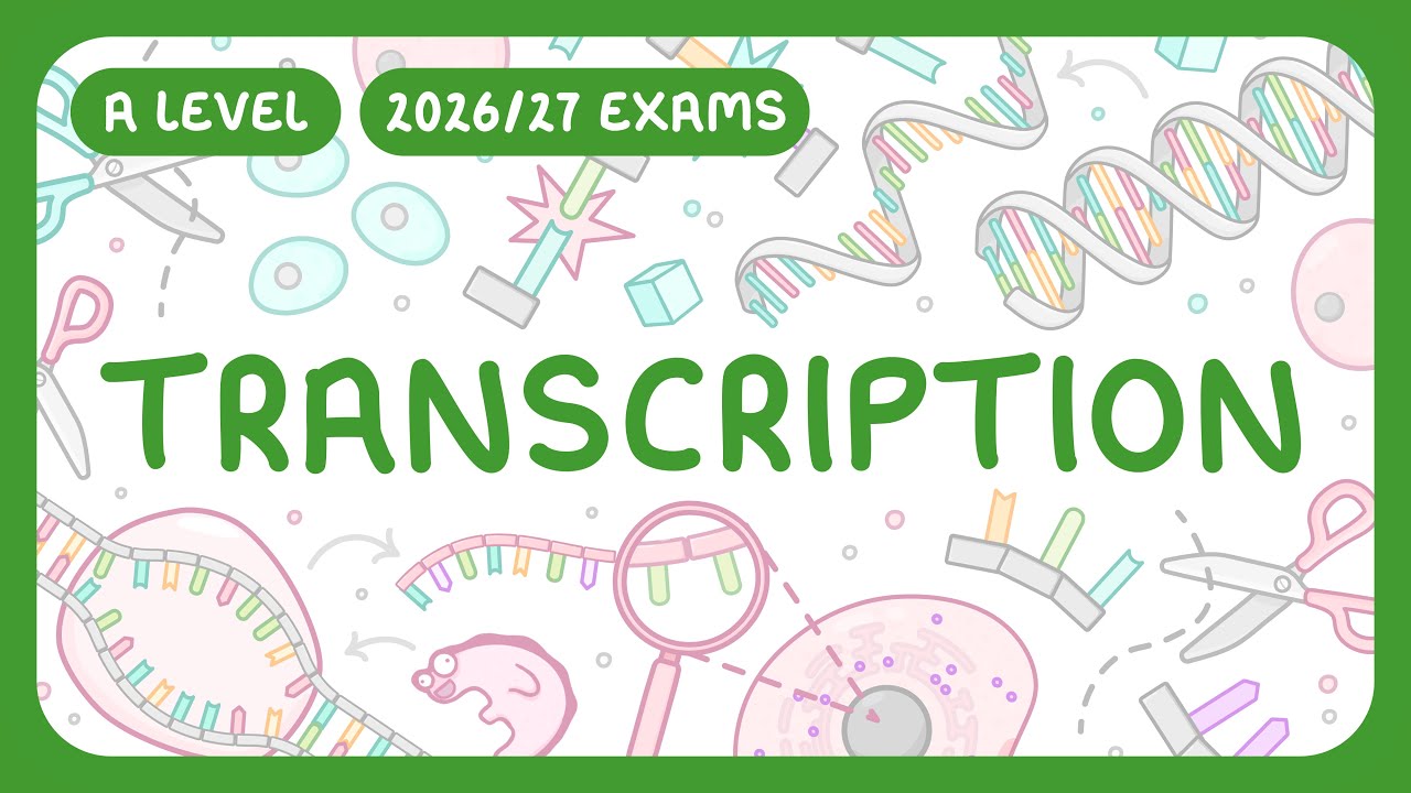 Transcription Process Explained: Steps & Splicing in Protein Synthesis