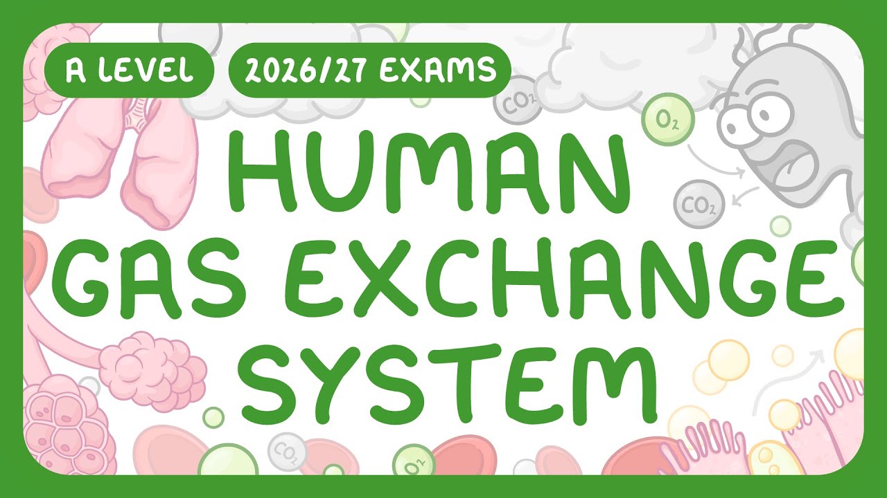 Human Gas Exchange System: Structure and Function Explained