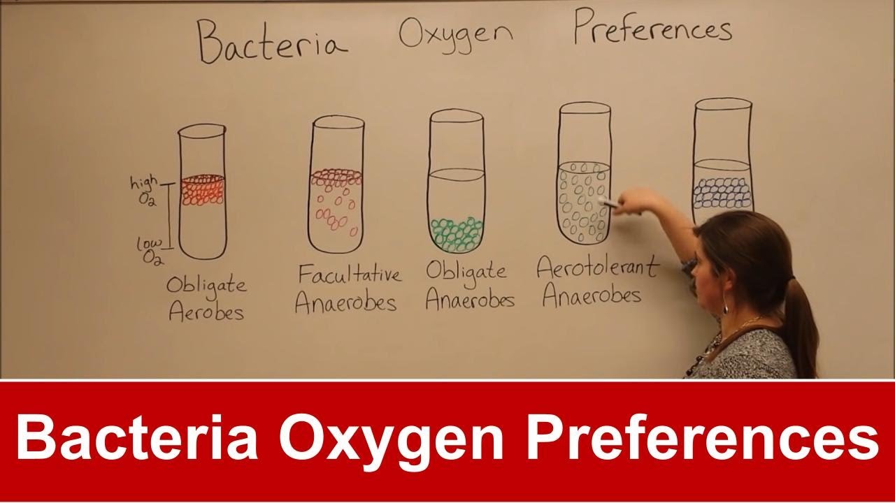 Bacterial Oxygen Requirements: 5 Types Explained with Examples