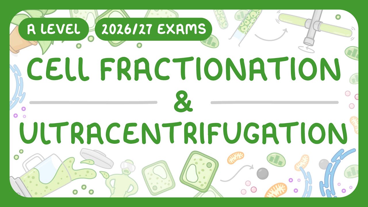 Cell Fractionation & Ultracentrifugation: Step-by-Step Protocol