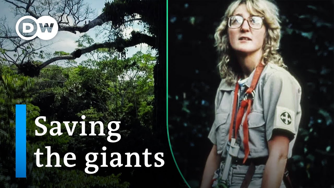 Saving Giant Trees: Why Ancient Forests Matter and How to Protect Them