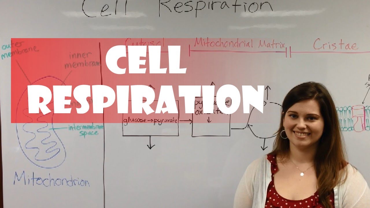 Cellular Respiration Steps: How Cells Make ATP from Glucose