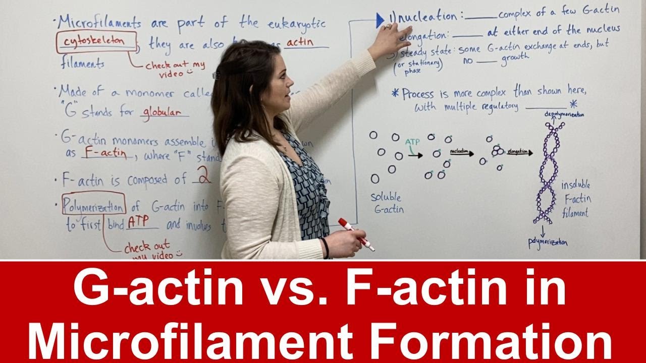 G-Actin vs F-Actin: Key Differences in Microfilament Structure