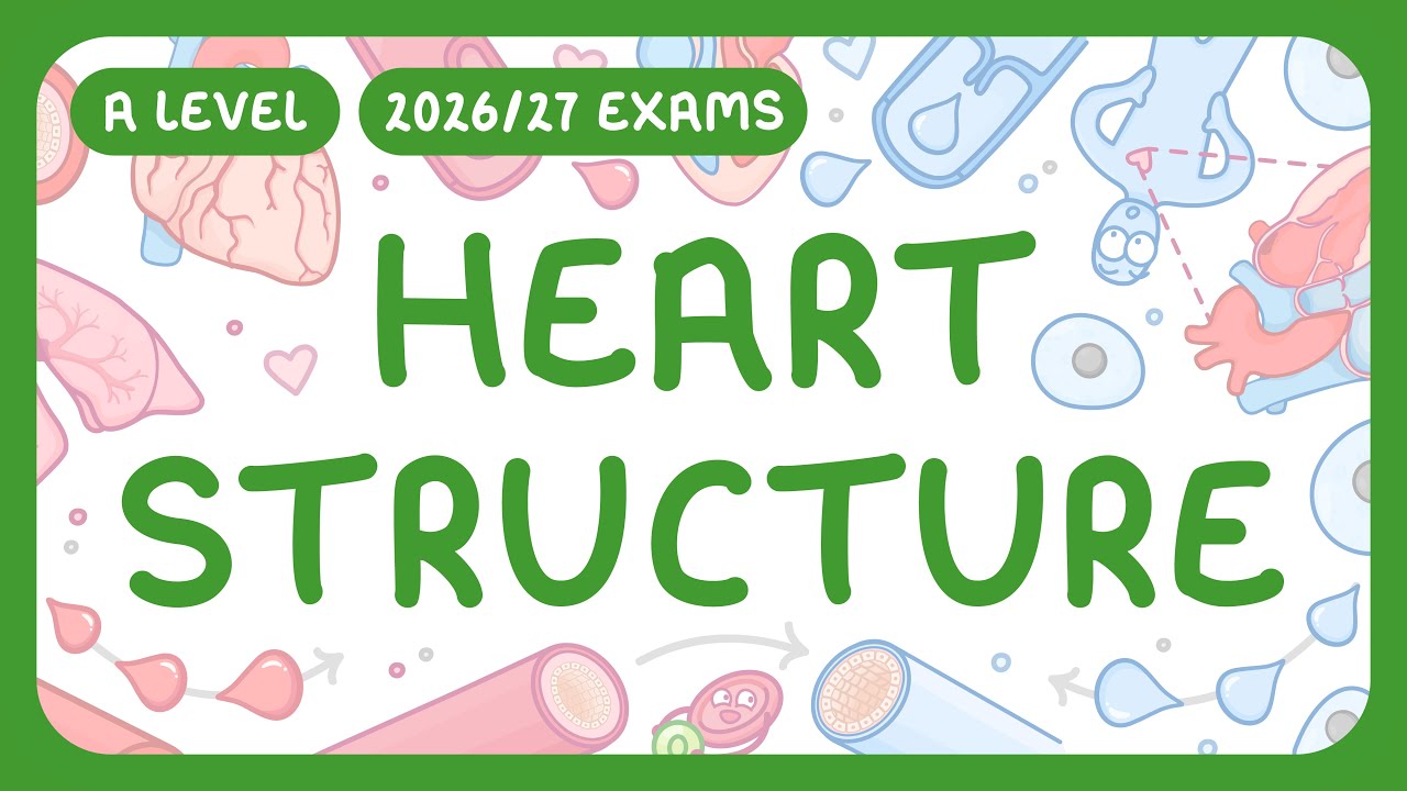 Human Heart Anatomy Explained: Chambers, Valves & Blood Flow