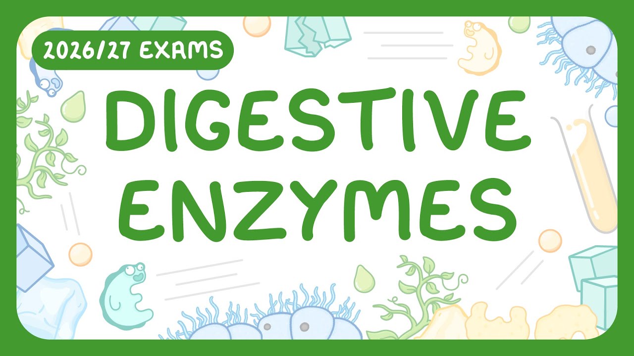 How Digestive Enzymes Break Down Food: Carbohydrate, Protein & Lipid Guide