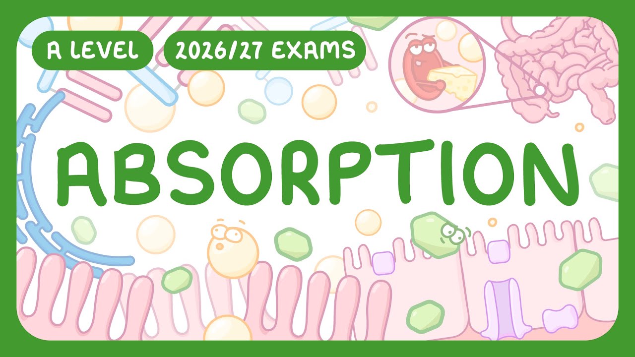 Small Intestine Nutrient Absorption Explained Simply