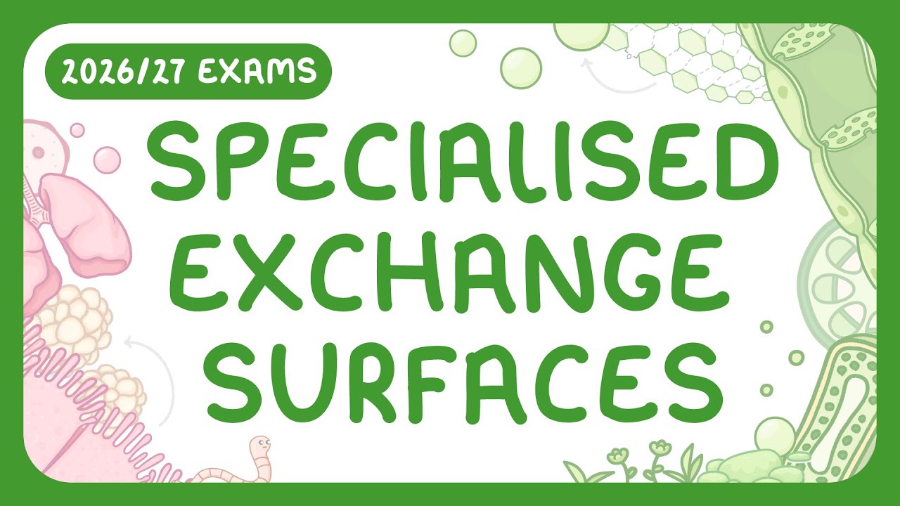 Key Features of Specialized Exchange Surfaces Explained Simply