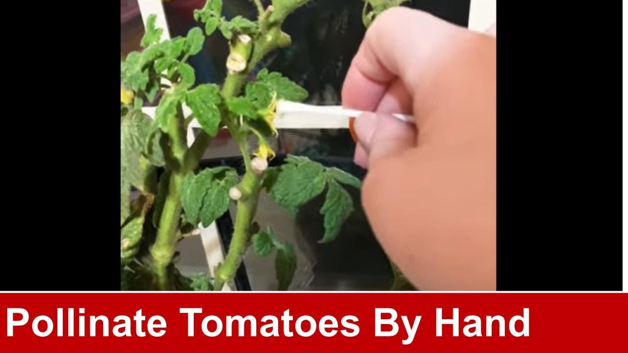 How to Hand Pollinate Tomatoes with a Q-Tip for Indoor Gardens