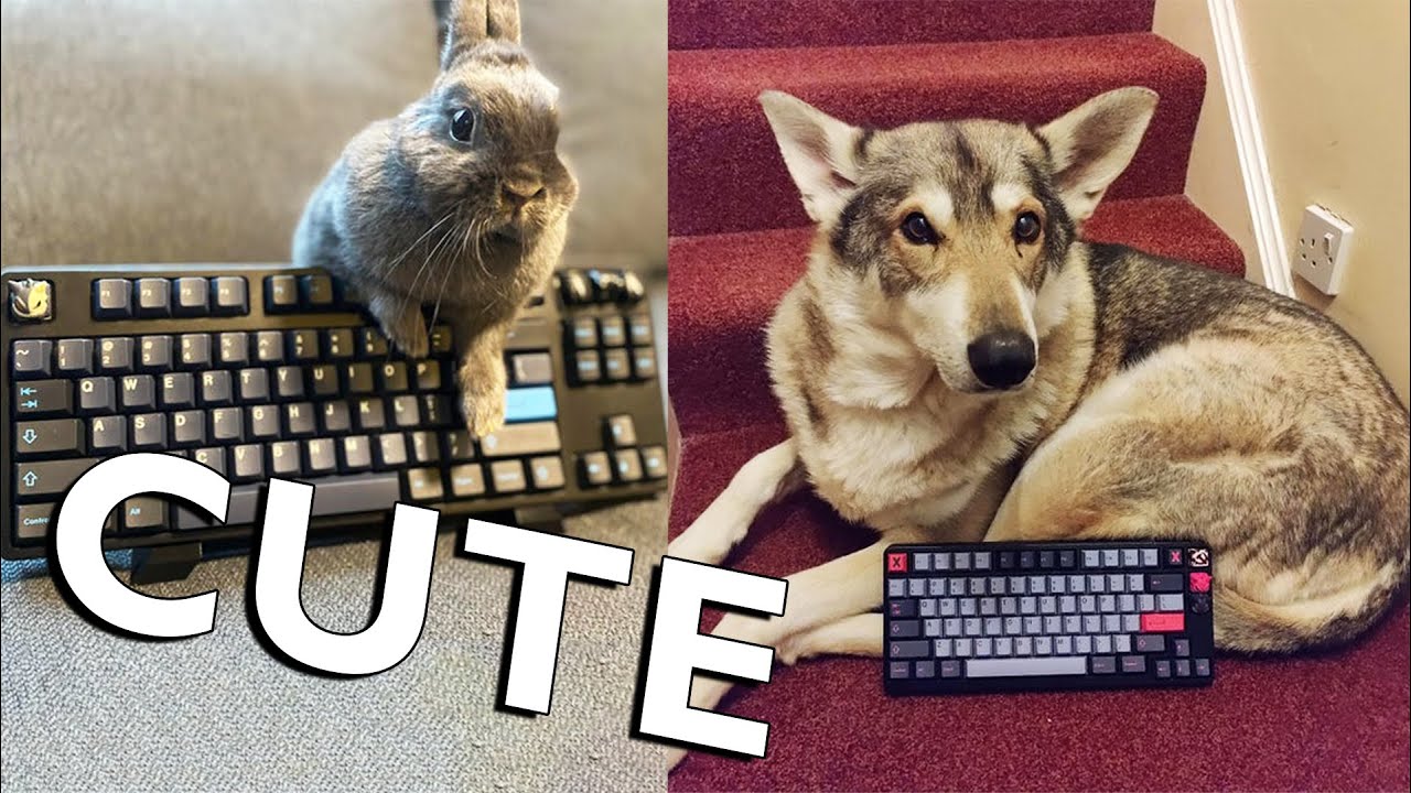 Pets Stealing the Spotlight: Hilarious Keyboard Photo Review