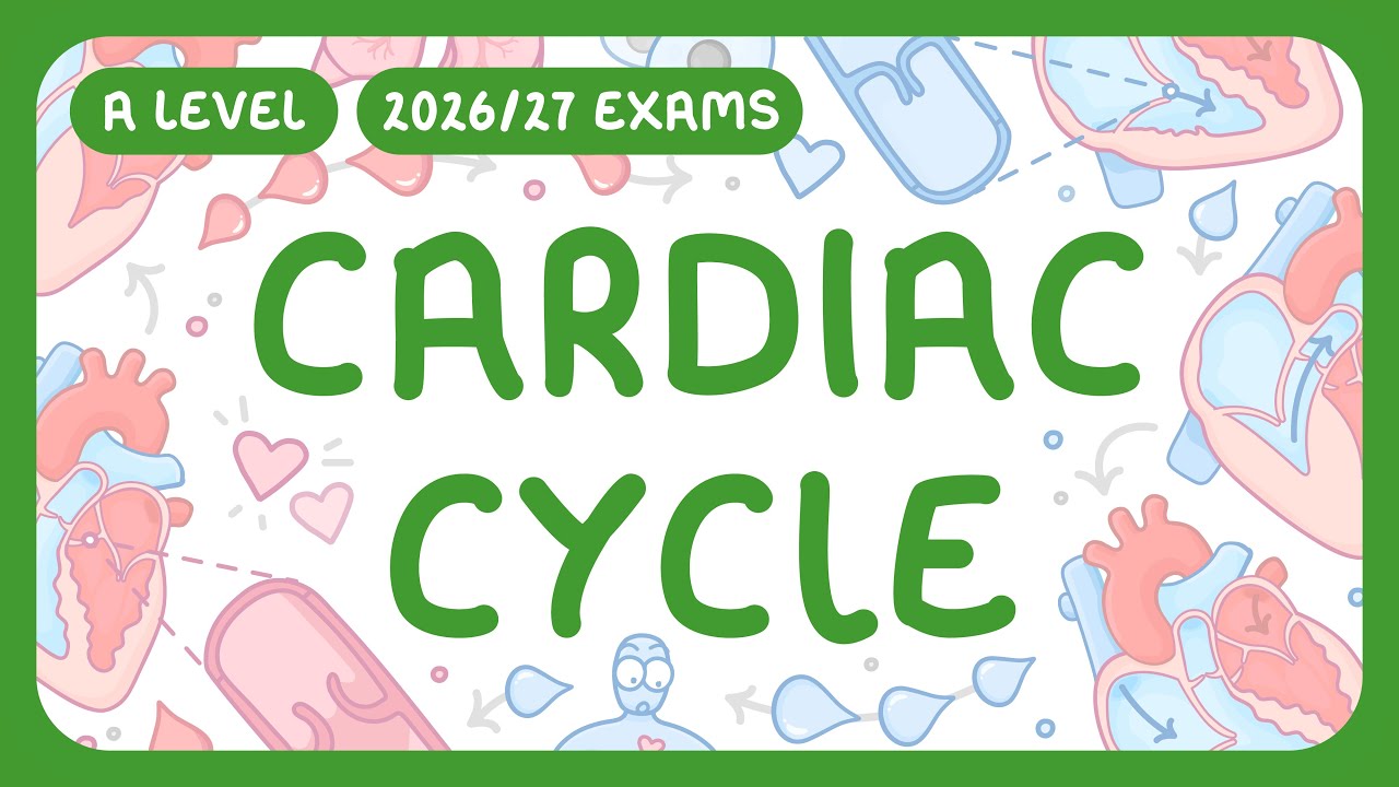Cardiac Cycle Explained: Stages & Output Calculation