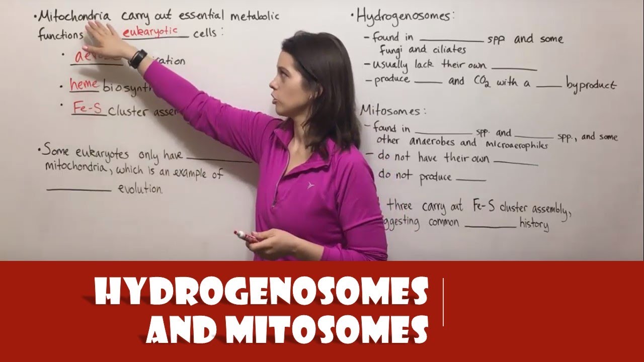 Mitochondria vs Degenerate Forms: Hydrogenosomes & Mitosomes Explained