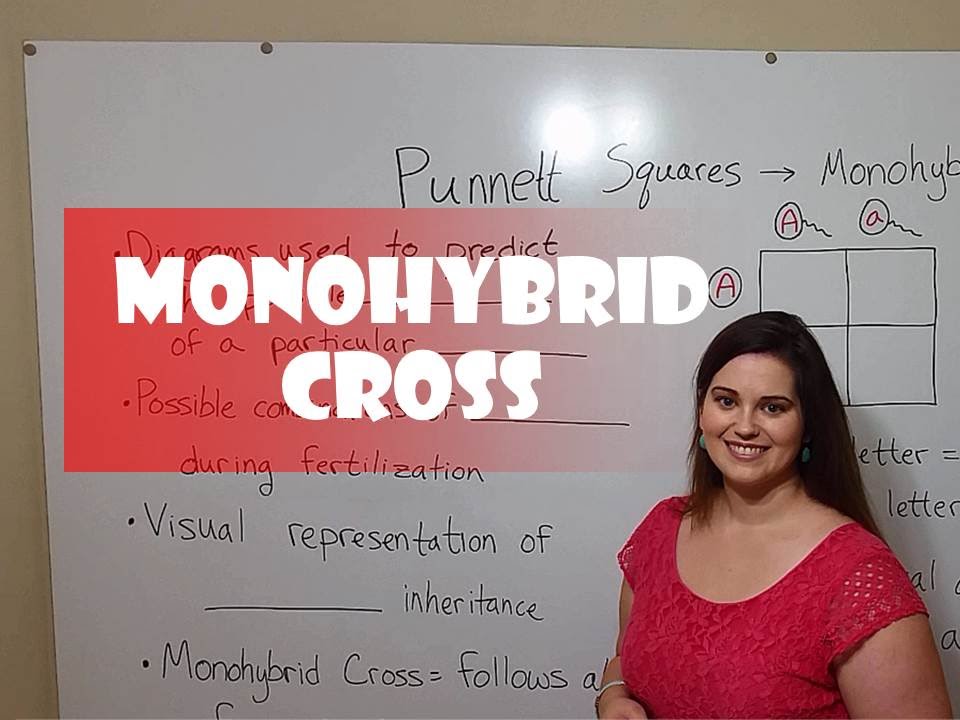 Master Monohybrid Crosses: Punnett Square Essentials
