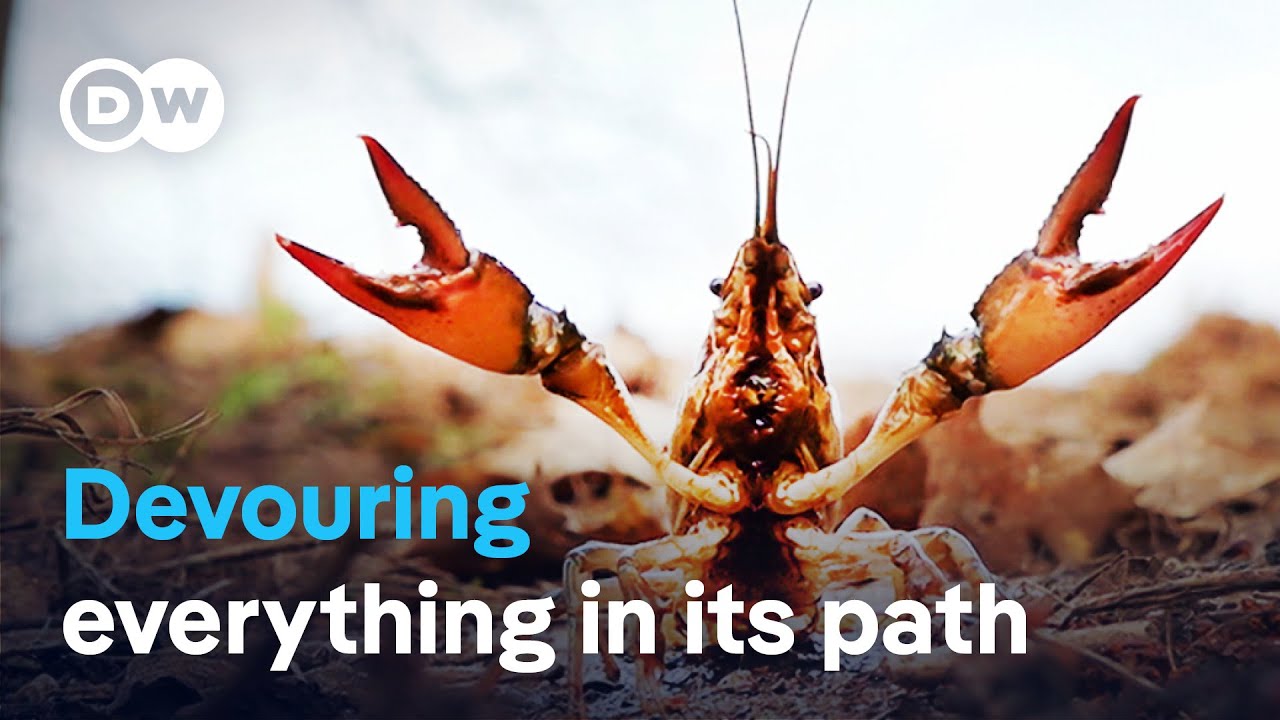 Calico Crayfish Invasion: Threat to Germany’s Biodiversity