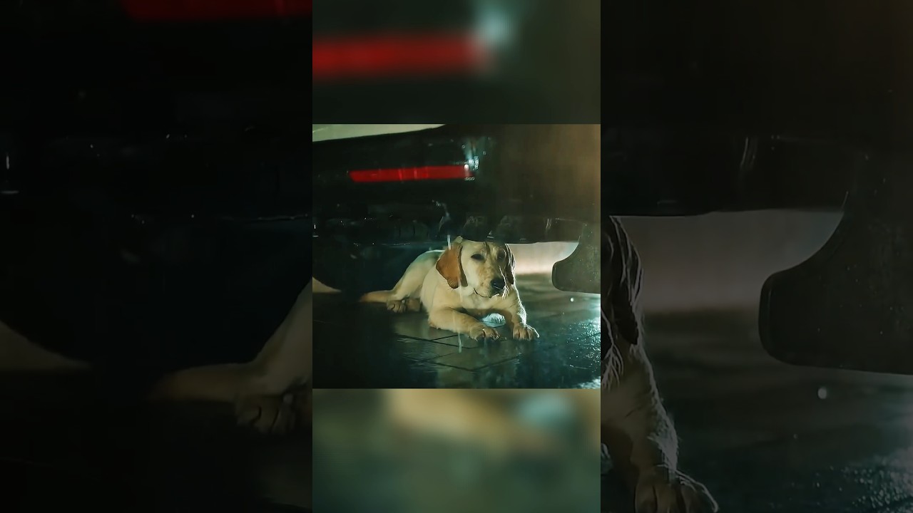 Blind Chef & Kiu: A Guide Dog's Unbreakable Bond