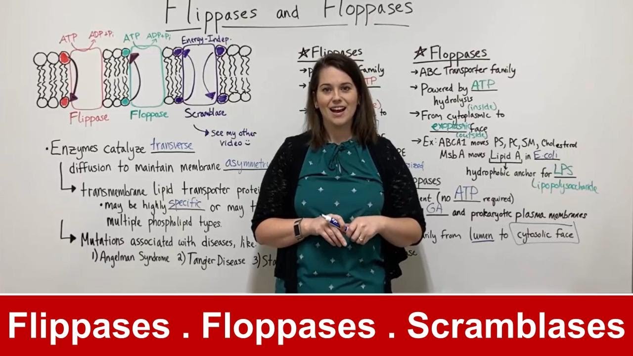 Flippases vs Floppases: Key Differences and Membrane Functions