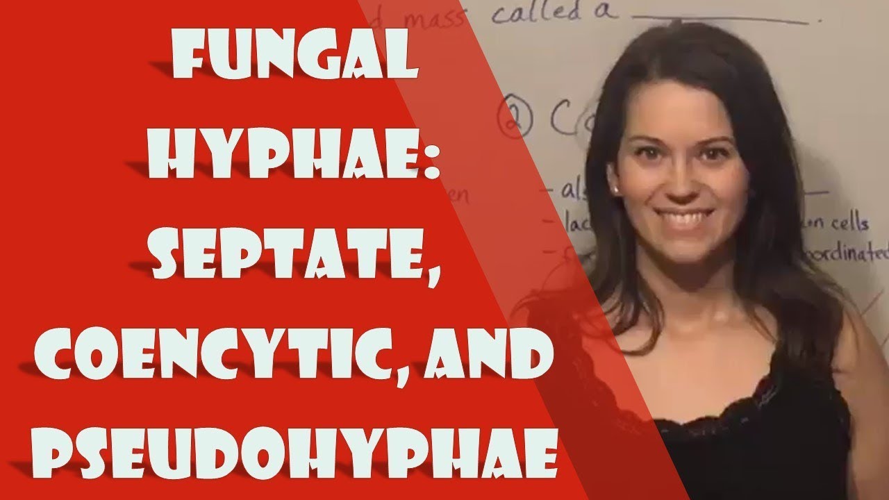 Septate vs Coenocytic Hyphae: Key Fungal Structure Differences
