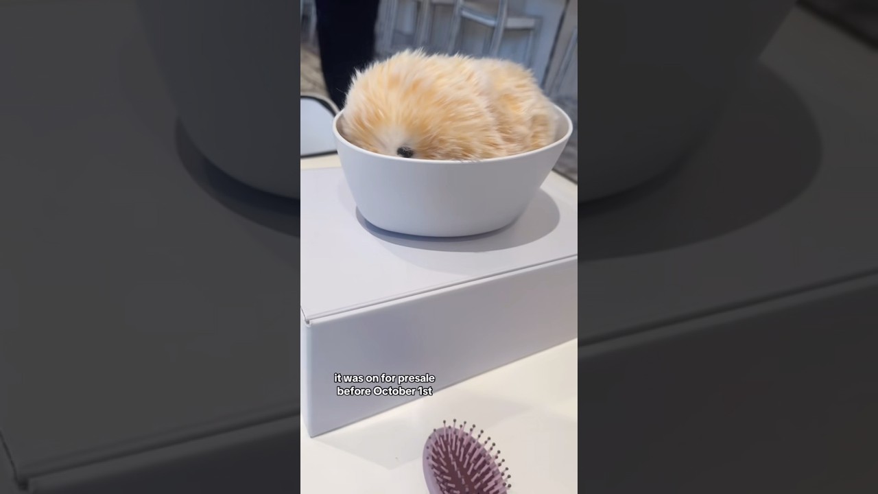 Mofflin AI Pet Review: Real Owner Experience & Buying Guide