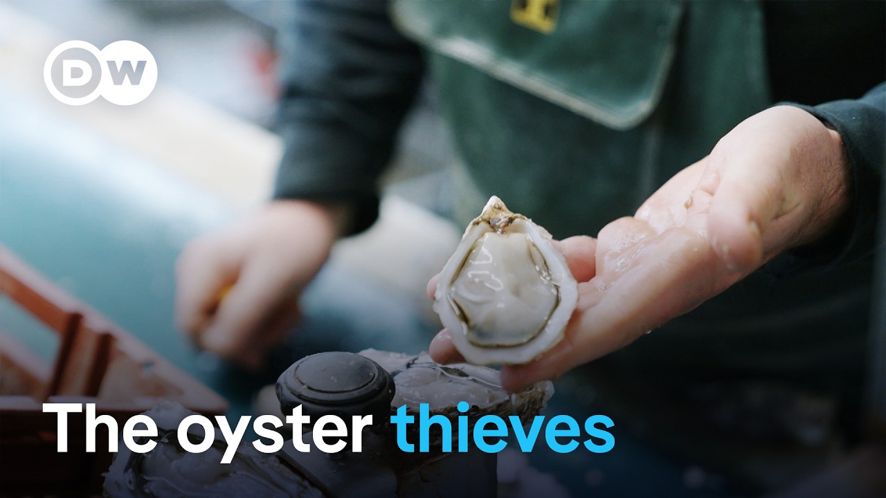 Arashon Bay Oysters: Tradition vs. Modern Challenges