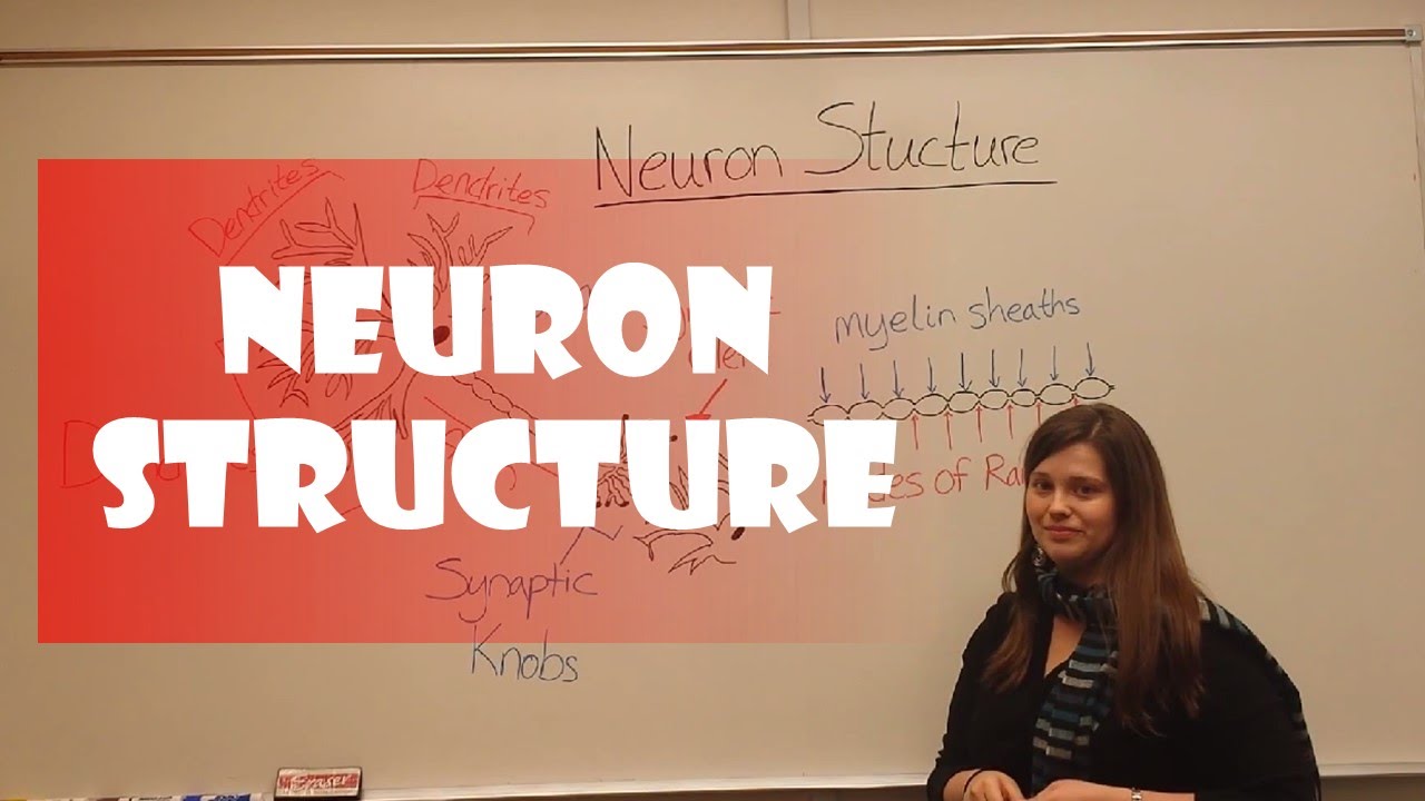 Neuron Structure Explained: Key Components & Functions Guide