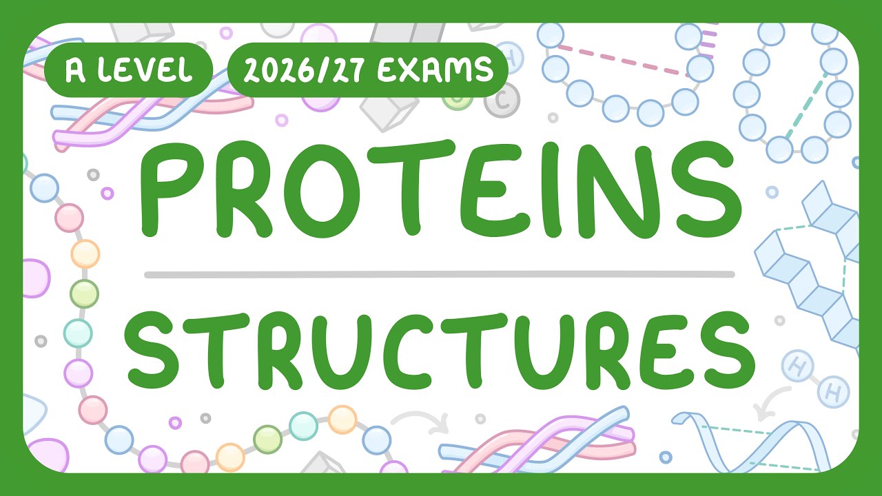 Protein Structure Explained: From Primary to Quaternary Levels