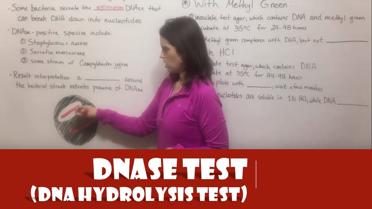 DNA Hydrolysis Test Guide: Principle, Methods & Clinical Applications