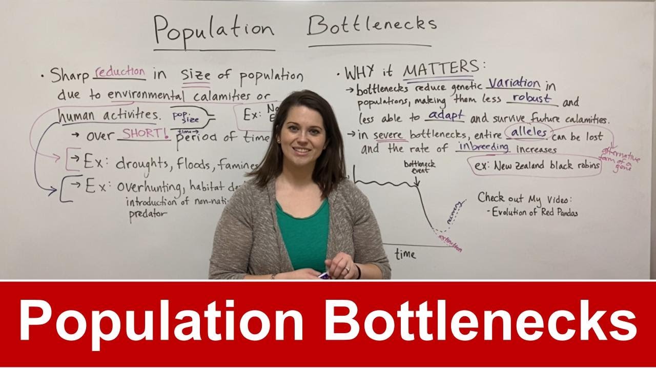Population Bottlenecks: Impact on Genetic Diversity