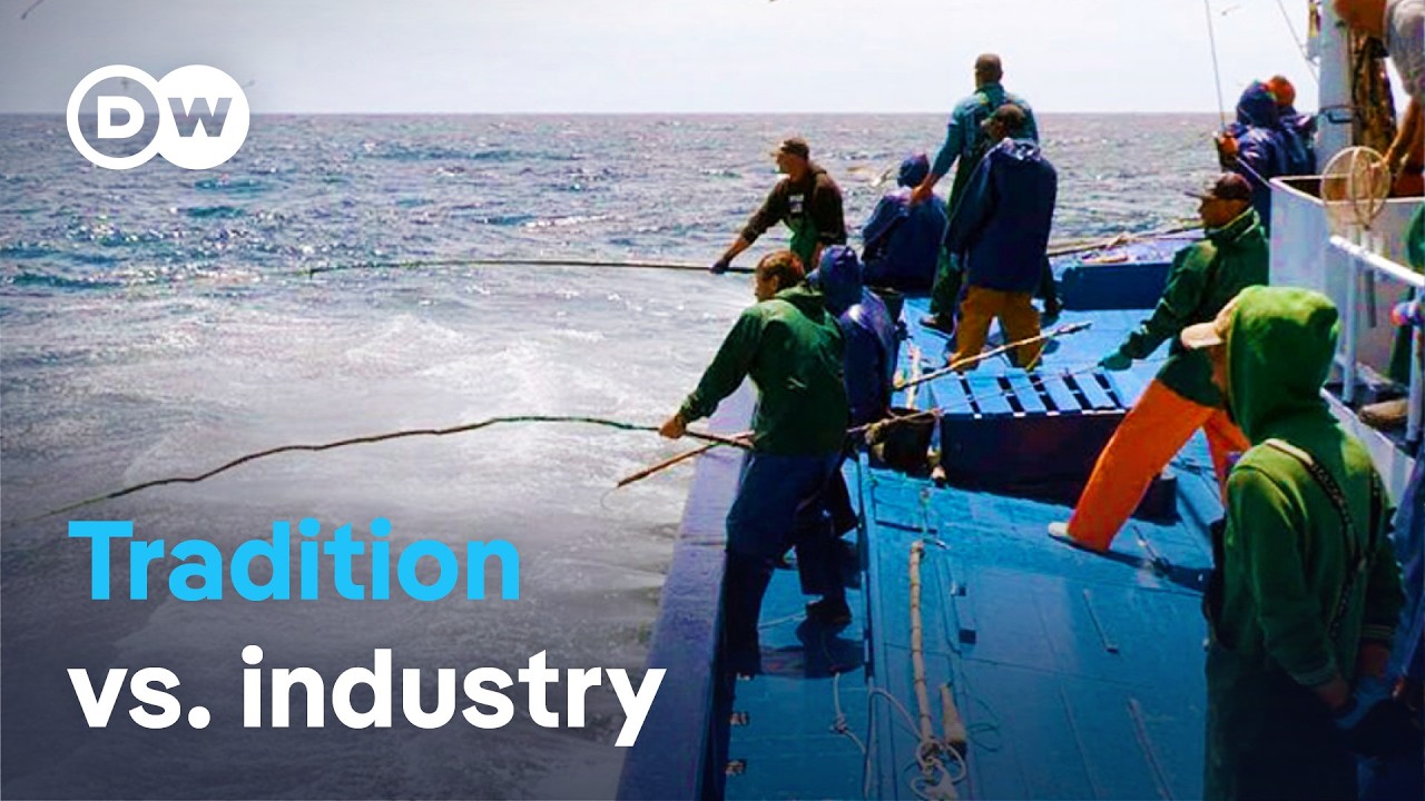 Azores Tuna Fishing Crisis: Sustainable Methods vs. Quotas & Tourism