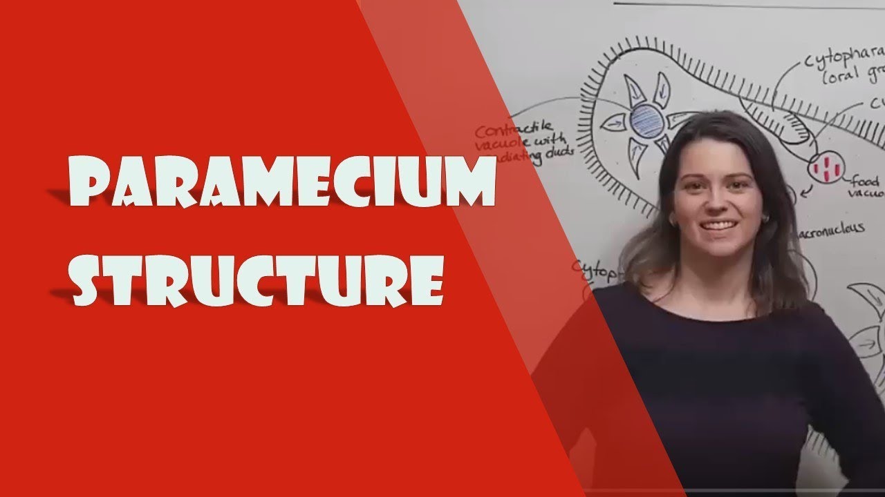 Paramecium Structure Explained: Key Organelles and Functions
